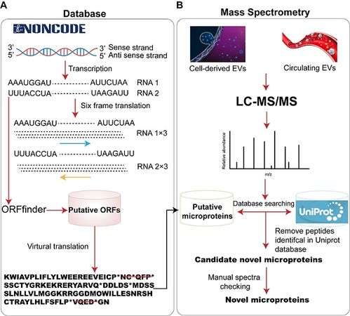 細胞外囊泡中的lncRNA編碼多肽 小蛋白的疾病特異性潛力與技術(shù)應用前景